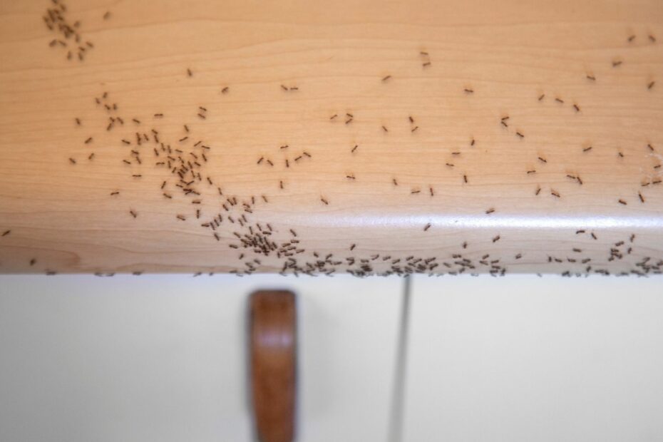 Ameisen in der Küche loswerden