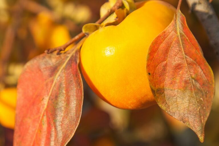 Was Ist Der Unterschied Zwischen Kaki Und Sharon Was ist der Unterschied zwischen Sharon-Frucht und Kaki? - Küchenfinder