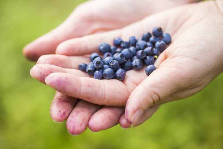 Gibt es einen Unterschied zwischen Blaubeeren und Heidelbeeren