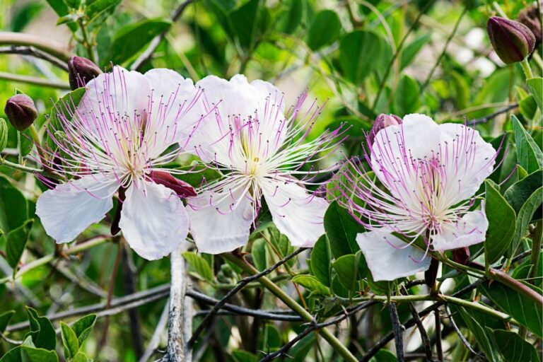 Was ist der Unterschied zwischen Kapern und Kapernäpfel? - Küchenfinder