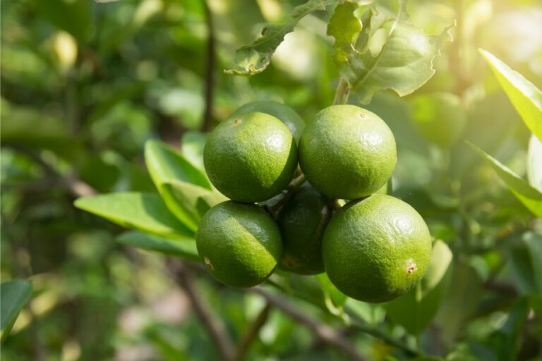 Was ist der Unterschied von Limette und Zitrone? Küchenfinder