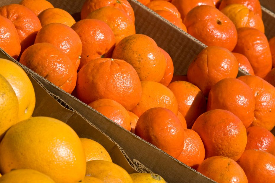 Orangen und Mandarinen richtig lagern